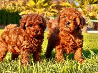 Hipoalerjanik Toy Poodle Bebeklerim