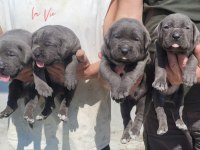 Koca kafa cane corso kendi köpeğimin yavruları