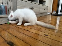 British ve Scottish Shorthair Erkek Beyaz Yavrular