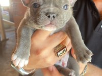 Blue french bulldog erkek teslime hazır