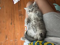 Orjinal british longhair erkek kedimiz