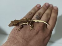 Evil Crested ve Leopard Geckolar
