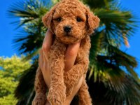 Premium Redbrown Toy Poodle Yavruları