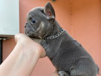 FRENCH BULLDOG TOSUNCUKLAR YENİ AİLELERİNİ BEKLİYOR
