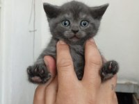 British Blue Point 1,5 Aylık Gri Beyaz Lila Yavru