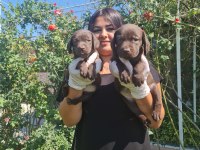 Mükemmel çikolata labrador yavrularım