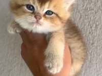 British Shorthair Yavrular Irk Sağlık Garantili