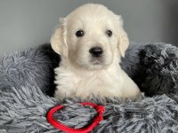 Baby face golden retriever puppies erkek dişi