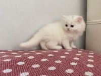 BEYAZ CHINCHILLA YAVRULARI
