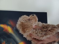 Bir avuç maltipoo mutluluk