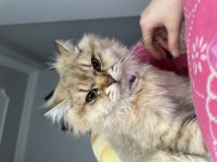 11 aylık british longhair oğluma eş arıyoruz