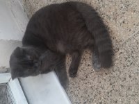 Erkek British Longhair Kedimizi Çiftleştirmek