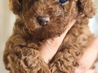 Safkan minicik anne baba Kore Toy poodle