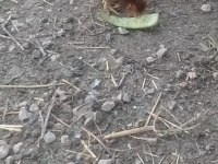 Acil satılık tavuk
