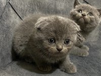 Blue ve blue point scottish fold yavrular