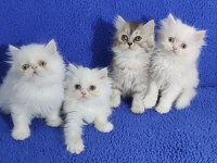 YENİ YUVASINA GİTMEYE HAZIR  BRİTİSH PONÇİKLER