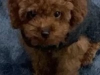 Toy poodle bebeklerimiz