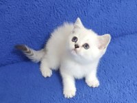YENİ YUVASINA GİTMEYE HAZIR  BRİTİSH PONÇİK