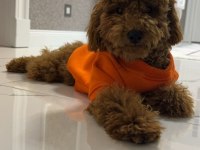 Poodle erkek köpeğimiz