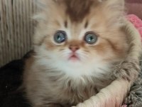 British shorthair ve british longhair erkek ve dişi