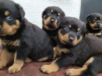 Rottweiler yavruları ırk garantilidir