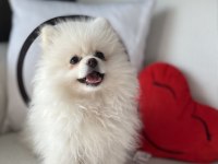 Pomeranian köpek 4AYLIK
