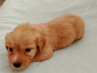 Terrier yavru 1 aylık sütten kesilmek üzere