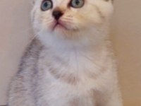 Yavru kedi sahiplendirme scottish fold