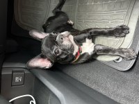 5 aylık dişi french bulldog