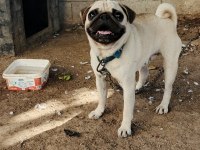 2 yaşında ilk çiftleşme oldu saf kan pug