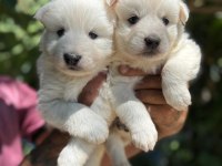 Yavrularımız ömür boyu ırk garantili samoyedler
