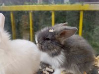 Lop tavşan