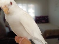 Full+full evcil albino kırmızı göz bebek sultan papağanı