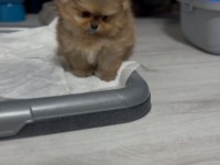 sağlık ve ırk garantili pomeranian boo