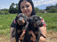 Üst kalite doberman yavrularım