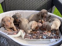 Dachshund Köpeği Yavrular