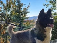 Safkan Amerikan Akita
