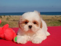 Üreticiden Shih Tzu Yavrular
