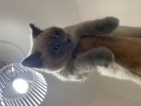 Bluepoint yavrumu sahiplendiriyorum british shorthair