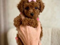 Aşılı Toy Poodle Yavrularımız
