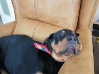 1.5 yaşında dişi rottweiler yuva arıyoruz