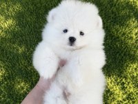 Üst Düzey Erkek Kusursuz Karbeyaz Pomeranian Boo