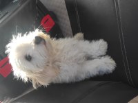 Şehir değişikliği nedeniyle sahiplendirilecek köpeğimiz