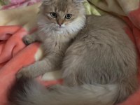 Erkek şecereli yavru british longhair