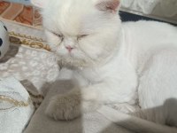 Eğitimli aşısı var bir hastalığı yok erkek 2 yaşında kedimiz