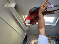 Bebek yetişkin ara papağanları
