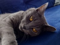 British shorthair erkek kedimiz