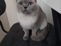 British shorthair sahiplendirilecek yuva arıyoruz