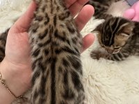 A KALİTE BENGAL KEDİLER