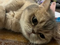 Bebek yüzlü erkek british shorthair